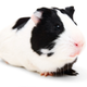 Illustration for article titled European Union Bans All Animal Testing of Cosmetics